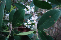 Linociera malabarica